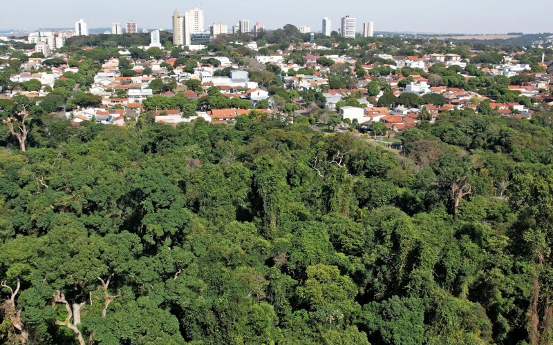 Imagem Cianorte conquista selo “Cidade Árvore do Mundo” pela segunda vez
