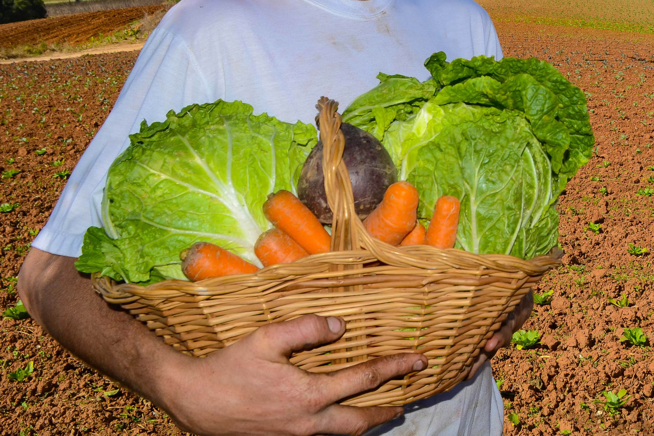 Imagem Paraná é o segundo estado com maior segurança alimentar do Brasil, aponta IBGE
