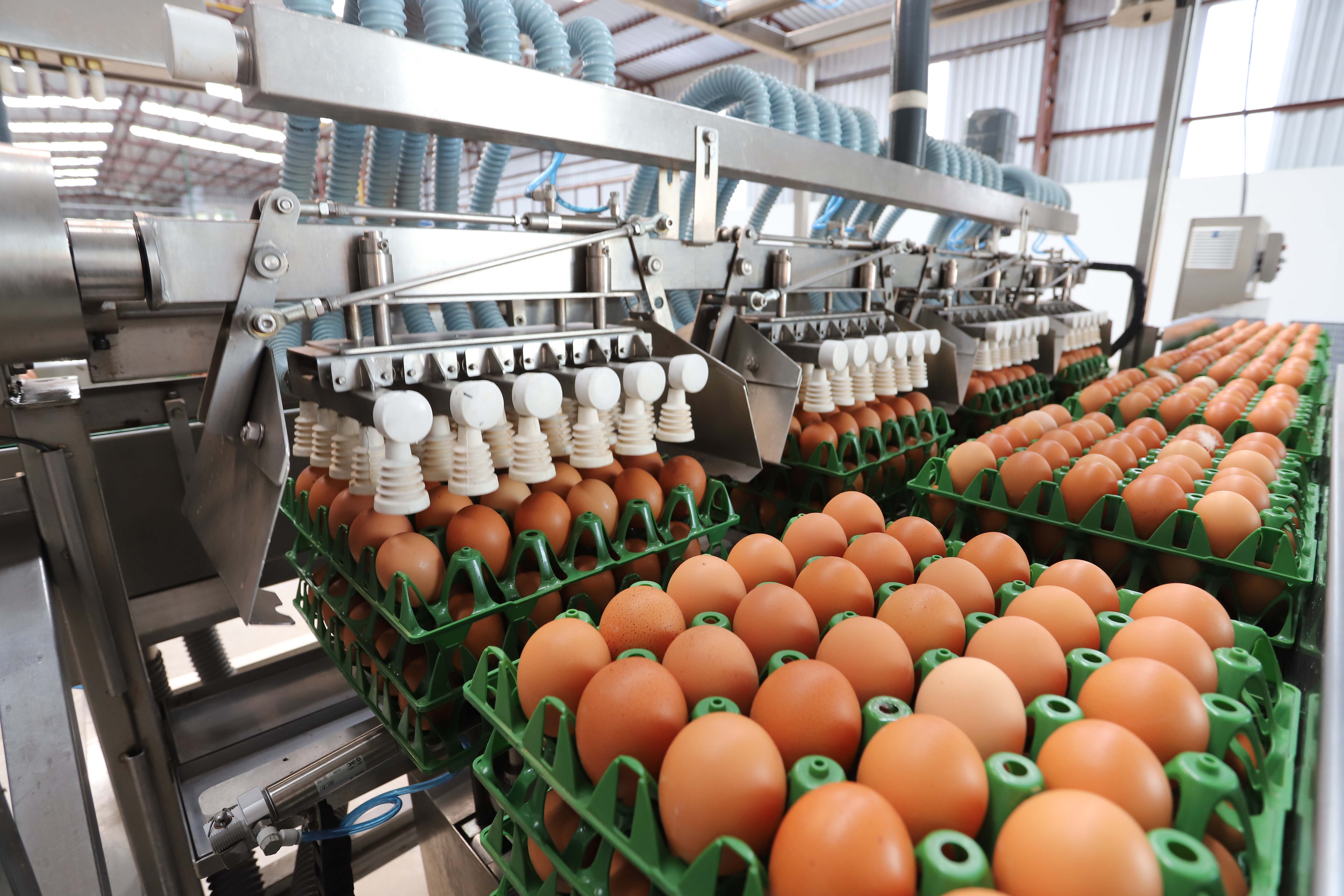 Imagem Produção de ovos do Paraná cresce 72% em uma década e mercado segue em expansão