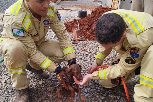 Imagem Cachorro cai em buraco de 4 metros de profundidade e é resgatado por bombeiros
