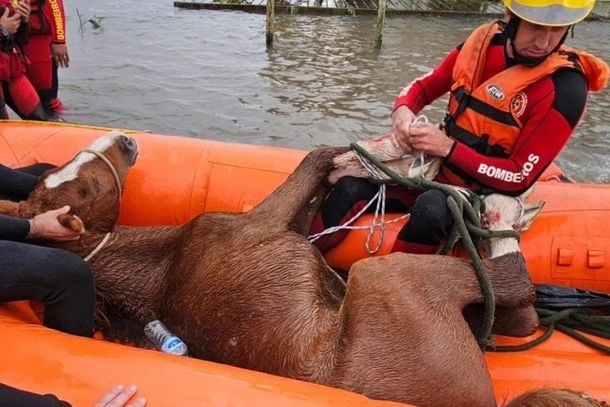 Imagem Bombeiro de Cianorte atua em resgate de cavalo ferido no Rio Grande do Sul