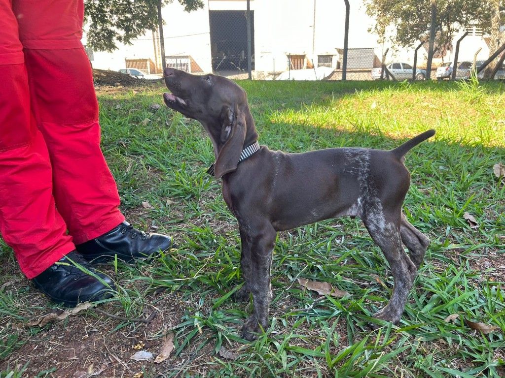Imagem Corpo de Bombeiros de Cianorte adota novo cão de serviço