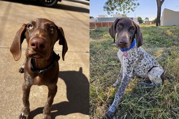 Imagem Novos cães recebem treinamento para atuar no Corpo de Bombeiros de Cianorte