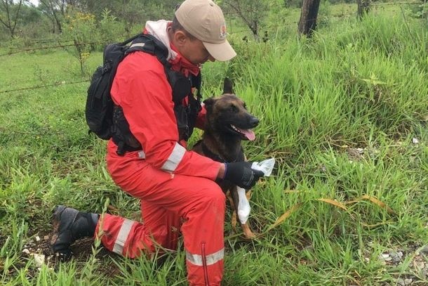 Imagem Voluntários podem integrar treinamento de cães do Corpo de Bombeiros de Cianorte