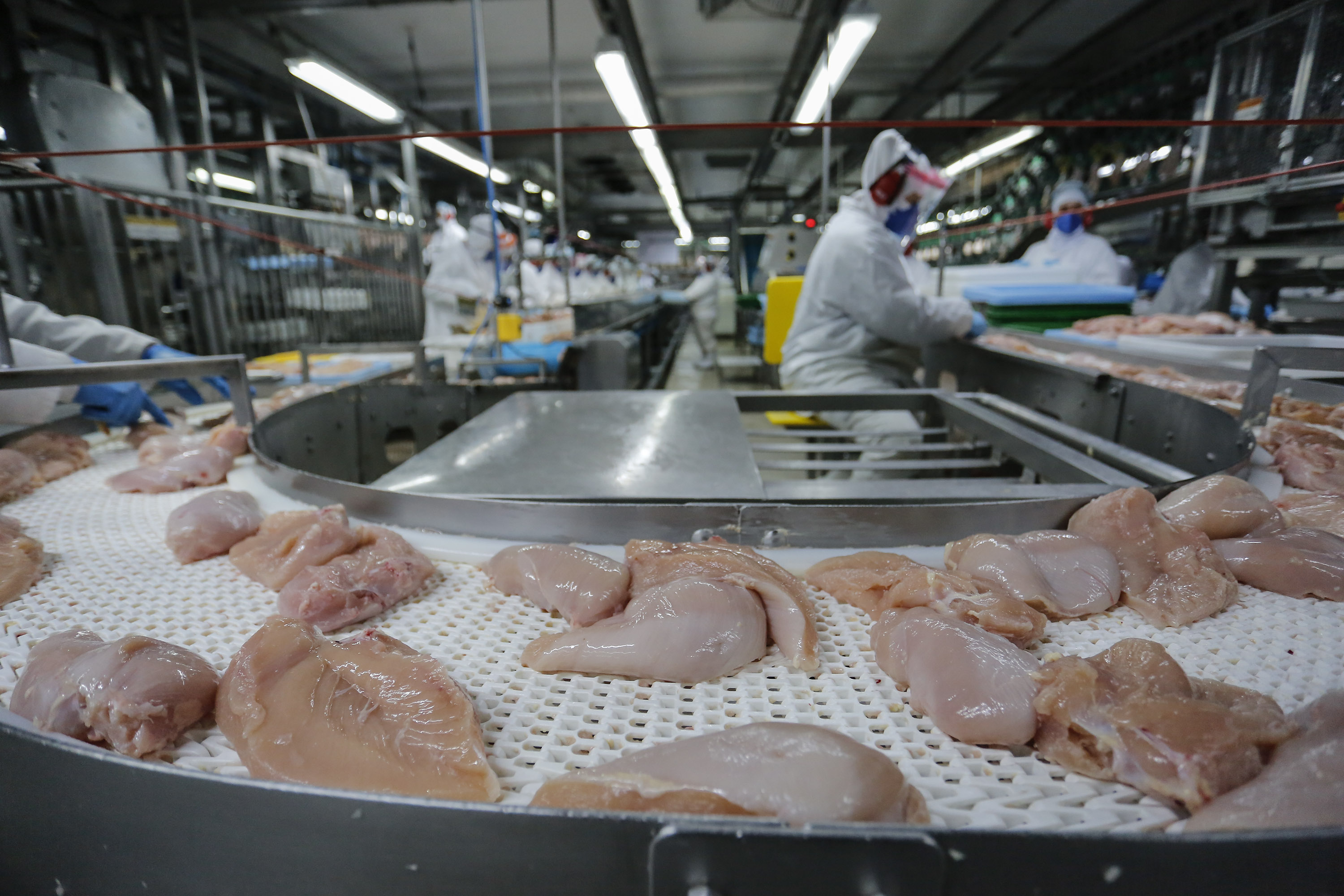 Imagem Paraná lidera com recorde produção de frango no 1º trimestre; abate de suínos também avança