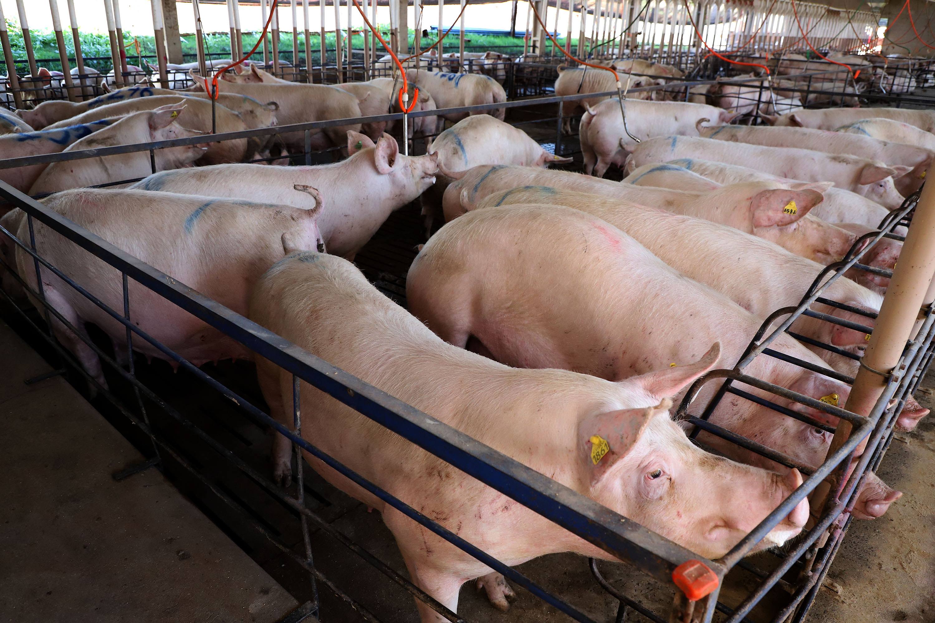 Imagem Carne suína do Paraná chega a 70 países; exportações têm 2º melhor 1º semestre da história