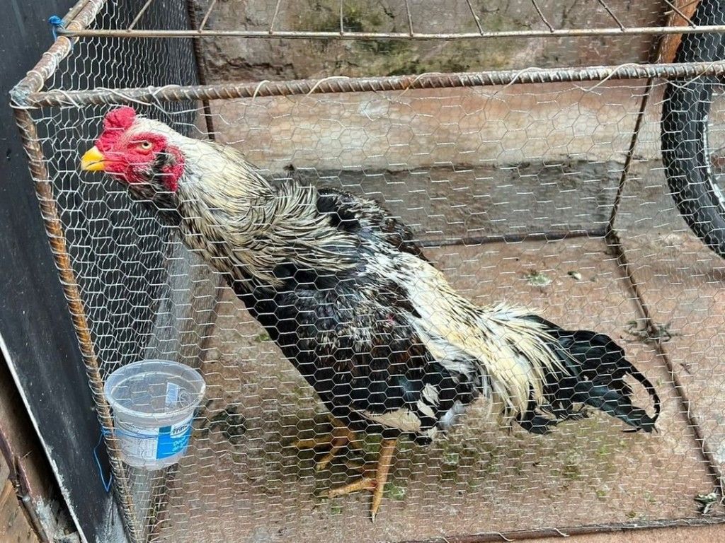 Imagem Homem é autuado por manter galos de rinha e aves silvestres em cativeiro