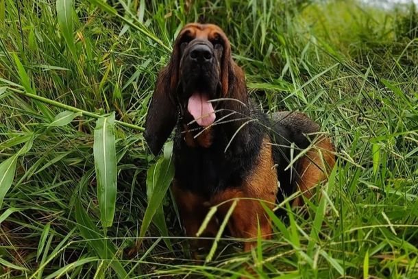 Imagem Morre a K9 Frida, cão de serviço da Polícia Militar de Cianorte