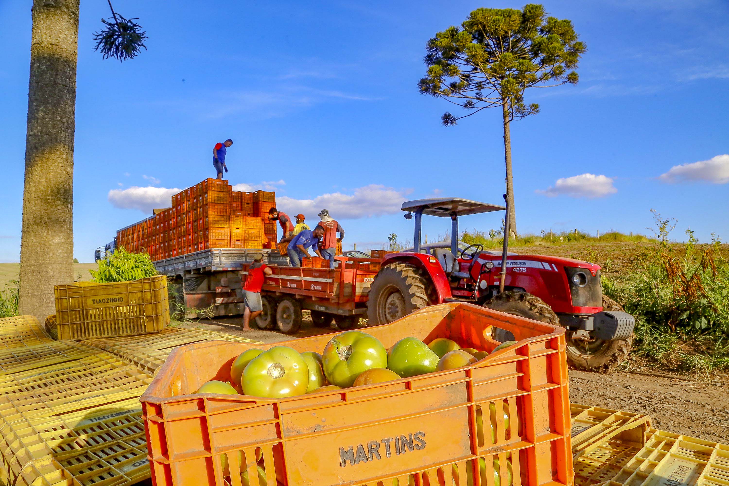 Imagem Preços de alimentos e bebidas tiveram queda de 1,29% em julho no Paraná