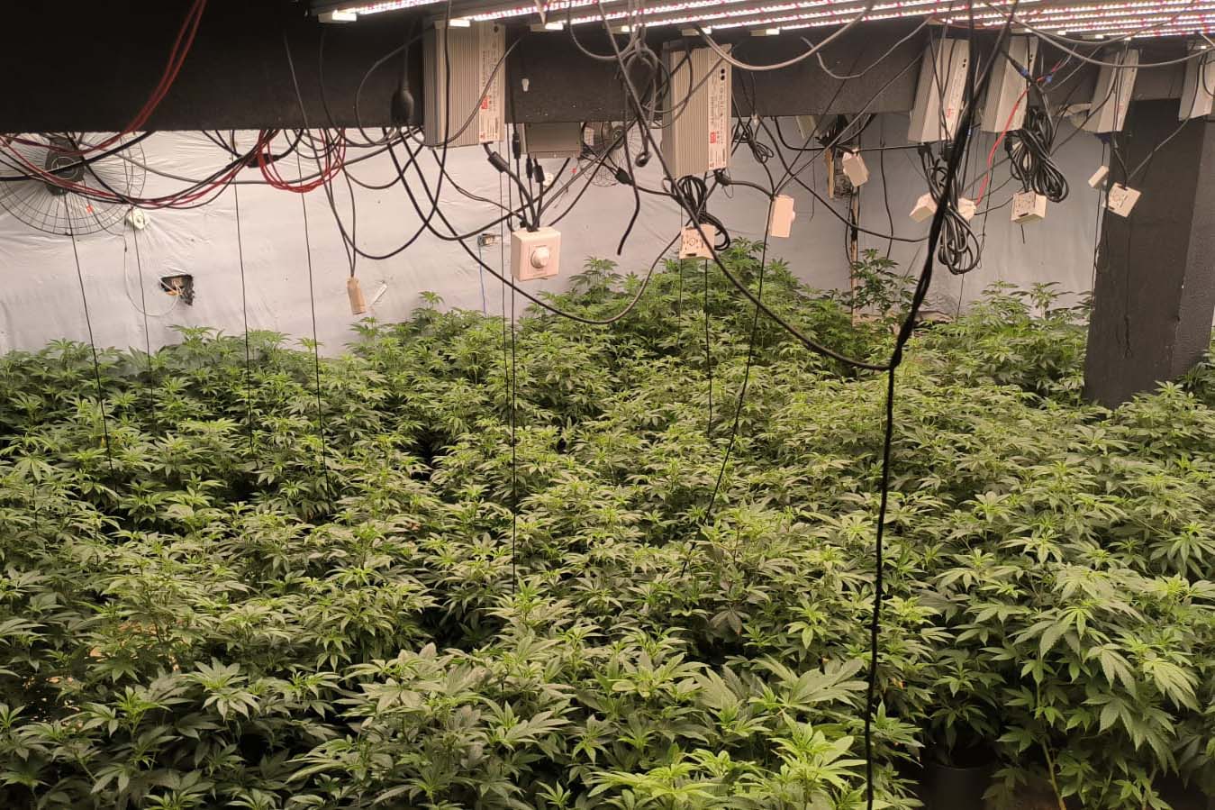 Imagem PM encontra 430 pés de maconha em quatro estufas em Maringá