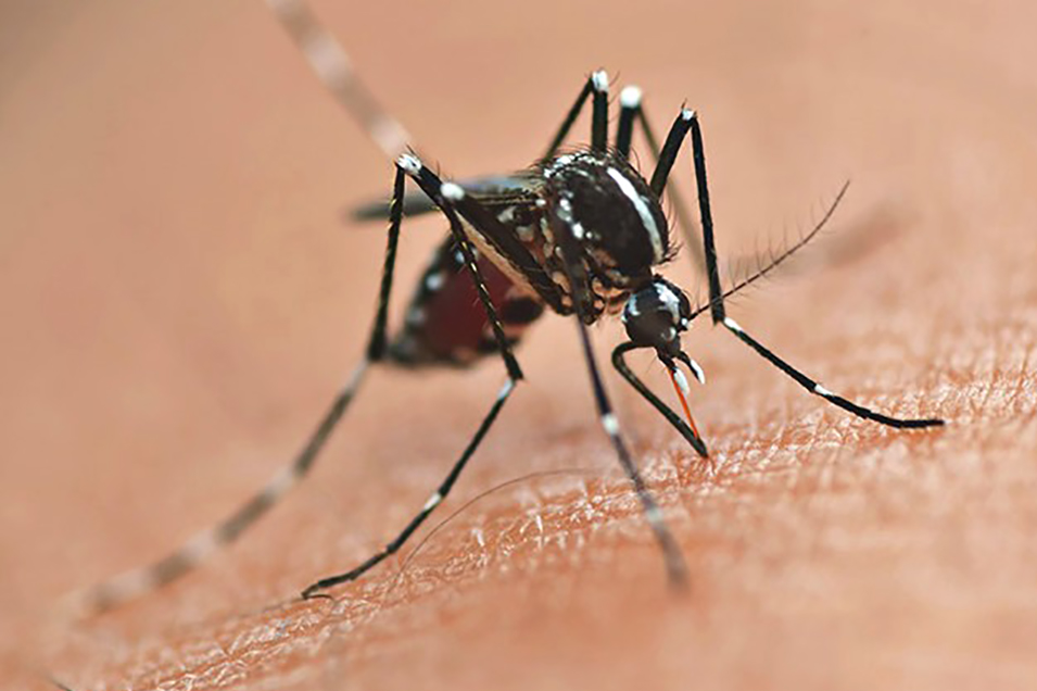 Imagem Vacinação contra a dengue é ampliada para mais 102 municípios do Paraná