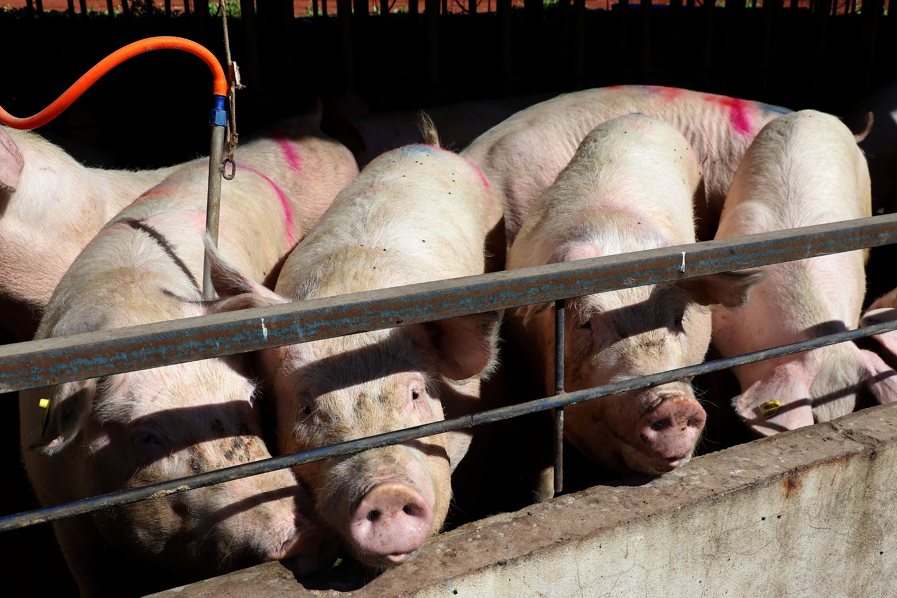 Imagem Paraná bate recorde de produção de carne de frango, suína e bovina no 1º trimestre de 2025