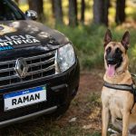 Cão perito Polícia Científica Paraná realizando busca de sangue.
