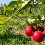 Alerta no Campo: Duas frentes frias congelam a produção de acerola e ameaçam o preço das hortaliças no Paraná! Entenda o impacto