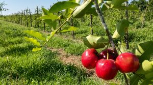 Alerta no Campo: Duas frentes frias congelam a produção de acerola e ameaçam o preço das hortaliças no Paraná! Entenda o impacto