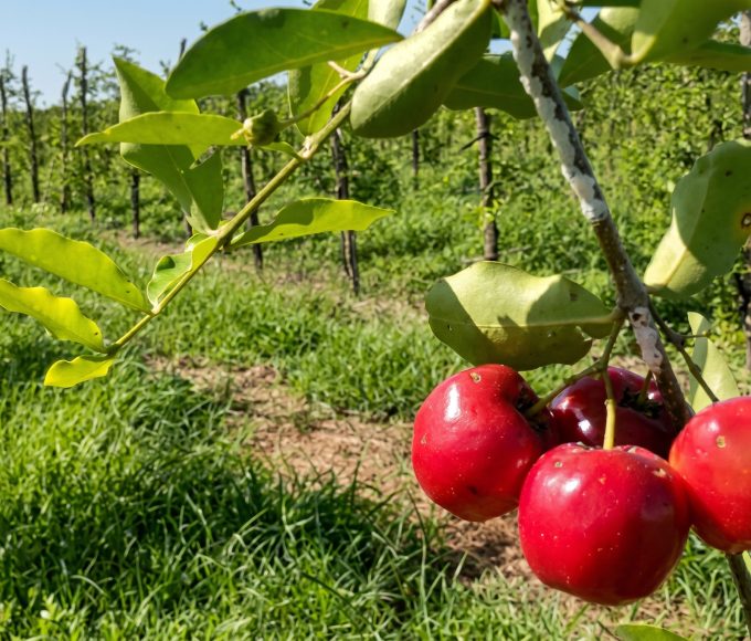 Alerta no Campo: Duas frentes frias congelam a produção de acerola e ameaçam o preço das hortaliças no Paraná! Entenda o impacto
